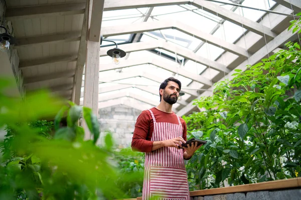 Hombre jardinero con la tableta de pie en invernadero, trabajando. — Foto de Stock