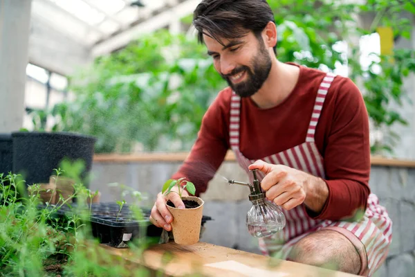 Manusia tukang kebun bekerja di rumah kaca, menyemprotkan tanaman dengan air. — Stok Foto
