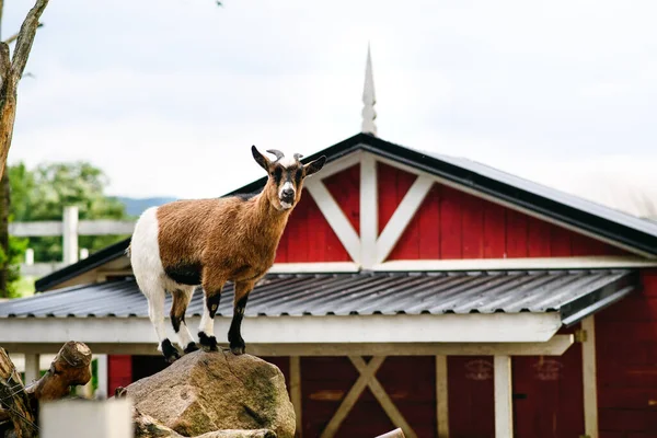 Goat standing on rock on countryside red and white farm building, summer day. — Stock Photo, Image