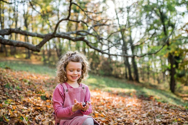 Small girl in autumn forest, collecting conkers. — Stock Photo, Image