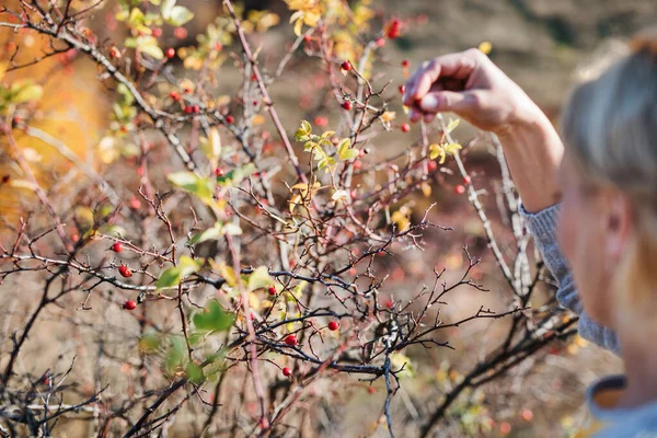 秋の自然の中でバラの実を集める無名の女性. — ストック写真