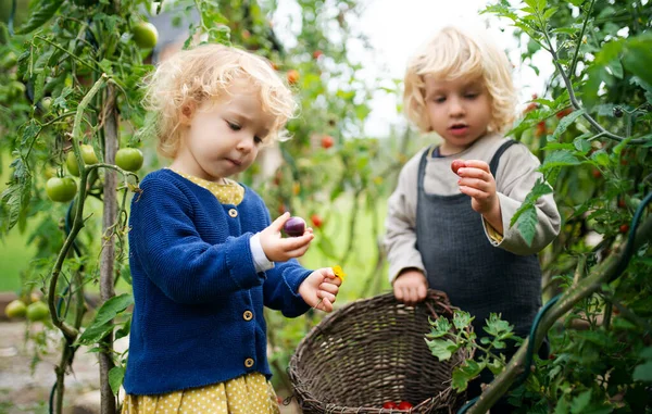 Kleine kinderen verzamelen kerstomaten buiten in de tuin, duurzaam lifestyle concept. — Stockfoto