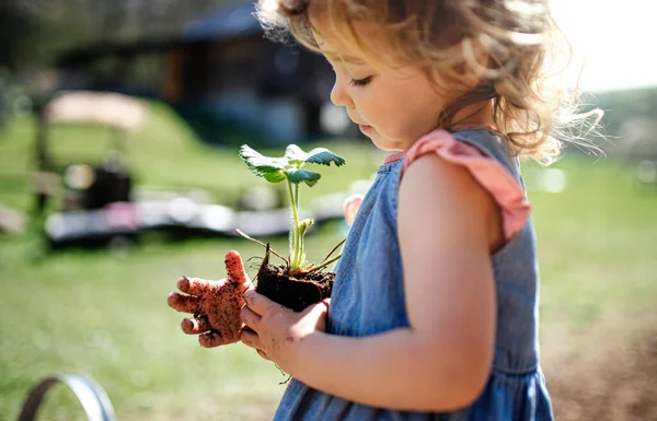 Petite fille avec les mains sales à l'extérieur dans le jardin, concept de mode de vie durable. — Photo