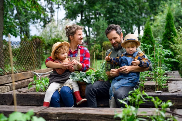 Család kisgyermekekkel kertészkedés a gazdaságban, ökológiai zöldségek termesztése. — Stock Fotó