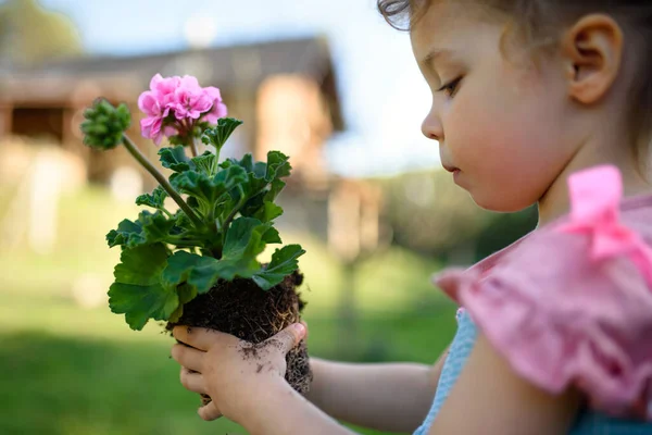Small toddler girl standing in garden outdoors in summer, holding flowering plant. — Stock Photo, Image
