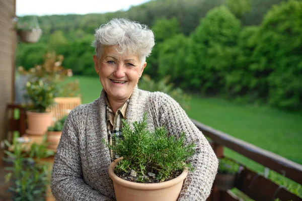 Senior kvinna trädgårdsskötsel på sommaren, håller krukväxter. — Stockfoto