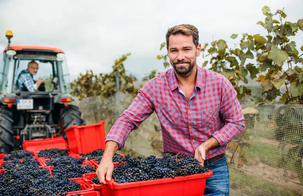 Man en vrouw verzamelen druiven in wijngaard in de herfst, oogst concept. — Stockfoto