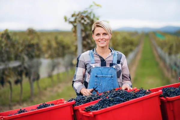 Vrouw die druiven verzamelt in wijngaard in de herfst, oogstconcept. — Stockfoto