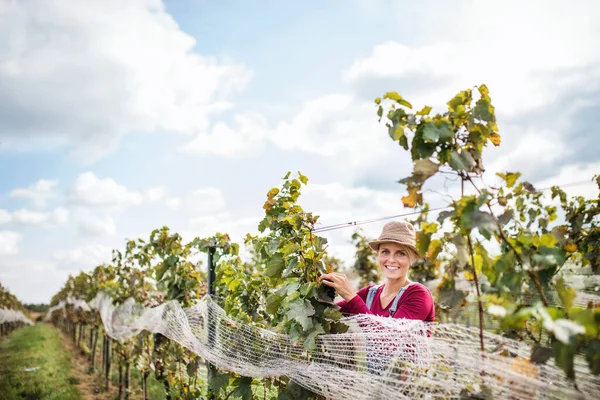 Mujer trabajadora recolectando uvas en viñedo en otoño, concepto de cosecha. — Foto de Stock