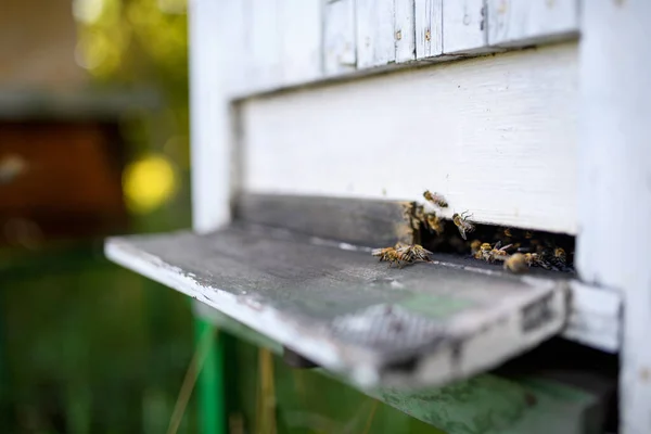 木製の巣箱と蜂の飛行のクローズアップ. — ストック写真
