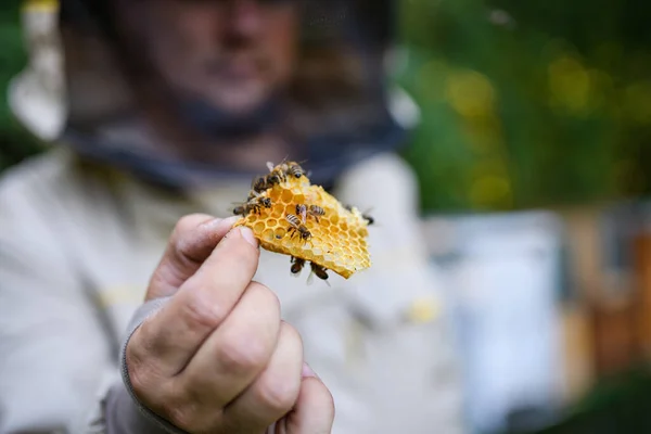 男養蜂家ホールディングミツバチとともにapiary. — ストック写真