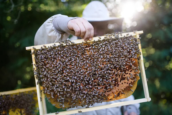 A méhészről készült portré, aki méhekkel teli méhsejtvázat tart a méhészetben. — Stock Fotó