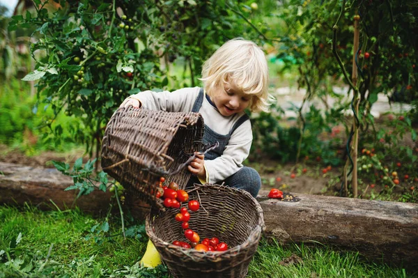 Malý chlapec sbírá cherry rajčata venku v zahradě, koncept udržitelného životního stylu. — Stock fotografie
