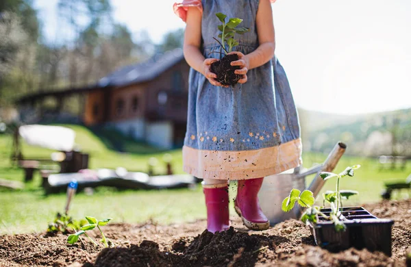 Onherkenbaar klein meisje met aardbeienplant in tuin, duurzaam lifestyle concept. — Stockfoto