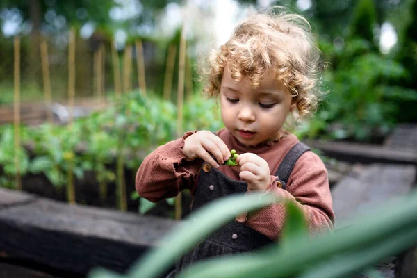 Small girl eating peas on farm, growing organic vegetables concept. — Stock Photo, Image