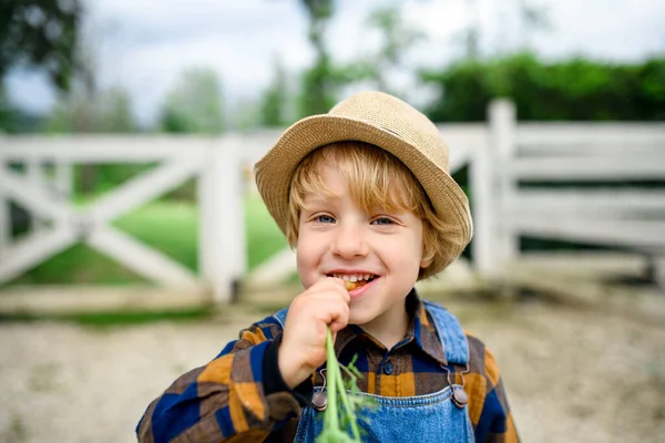Μικρό αγόρι τρώει καρότο στη φάρμα, καλλιεργώντας βιολογικά λαχανικά έννοια. — Φωτογραφία Αρχείου