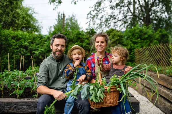 Család kisgyermekekkel kertészkedés a gazdaságban, ökológiai zöldségek termesztése. — Stock Fotó