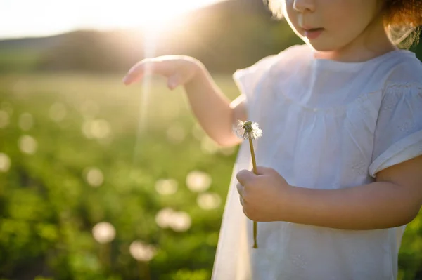 Pequeña niña de pie en el prado al aire libre en verano. Copiar espacio. — Foto de Stock