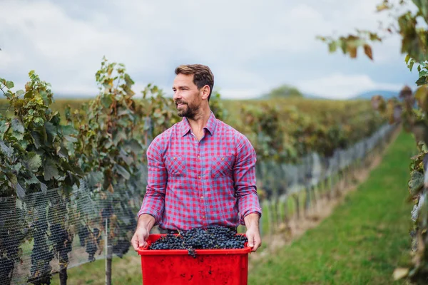 Człowiek pracownik niosący pudełko winogron w winnicy jesienią, koncepcja zbiorów. — Zdjęcie stockowe