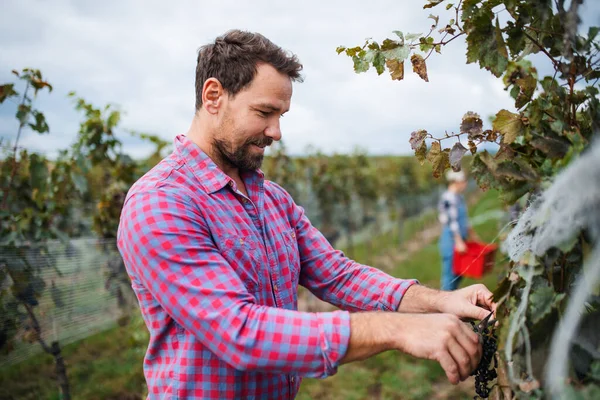 Uomo lavoratore raccolta uva in vigna in autunno, concetto di vendemmia. — Foto Stock