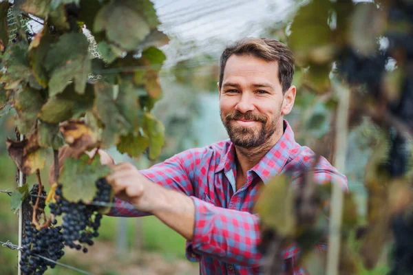 Man werknemer die druiven verzamelt in wijngaard in de herfst, oogstconcept. — Stockfoto