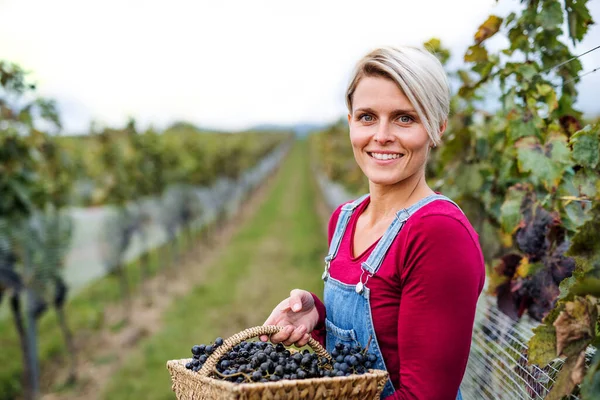 Retrato de mujer sosteniendo uvas en viñedo en otoño, concepto de cosecha. —  Fotos de Stock