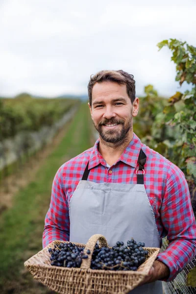 Man worker holding basket with grapes in vineyard in autumn, harvest concept. — Stock Photo, Image