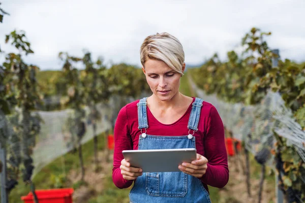 Retrato de mujer sosteniendo la tableta en el viñedo en otoño, concepto de cosecha. — Foto de Stock