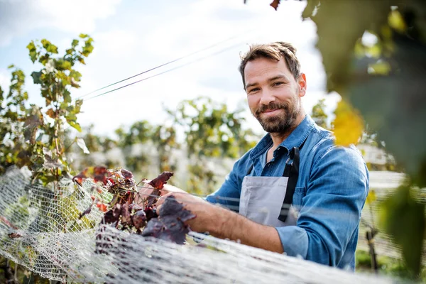 Mann Arbeiter sammelt im Herbst Trauben im Weinberg, Erntekonzept. — Stockfoto