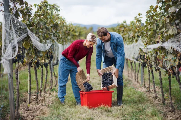 Homem e mulher coletando uvas na vinha no outono, conceito de colheita. — Fotografia de Stock