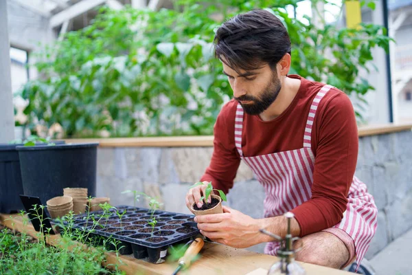 Un hombre jardinero trabajando en invernadero, plantando. — Foto de Stock