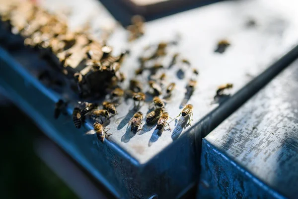 木製の蜂や蜂のクローズアップ。スペースのコピー. — ストック写真
