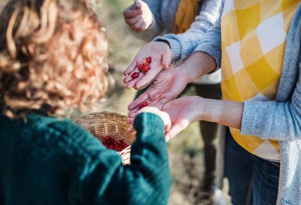 Klein meisje met moeder en oma verzamelen rozenbottel fruit in de herfst natuur. — Stockfoto