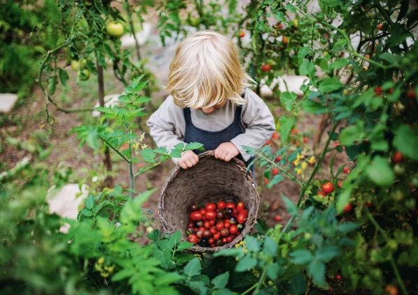 Ragazzino che raccoglie pomodorini all'aperto in giardino, concetto di stile di vita sostenibile. — Foto Stock