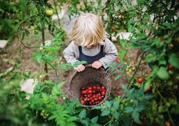 Malý chlapec sbírá cherry rajčata venku v zahradě, koncept udržitelného životního stylu. — Stock fotografie