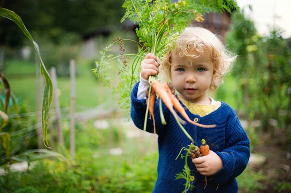 Small girl holding baby carrot outdoors in garden, sustainable lifestyle concept. — Stock Photo, Image