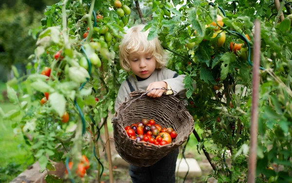 Malý chlapec sbírá cherry rajčata venku v zahradě, koncept udržitelného životního stylu. — Stock fotografie