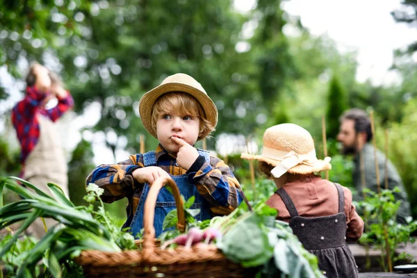 Familj med små barn trädgårdsskötsel på gården, odling av ekologiska grönsaker. — Stockfoto