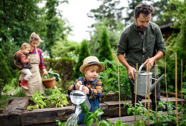 Family with small children gardening on farm, growing organic vegetables. — Stock Photo, Image