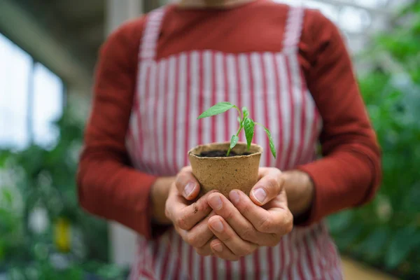 Unrecognizable man gardener working in greenhouse, holding plant. — Stock Photo, Image