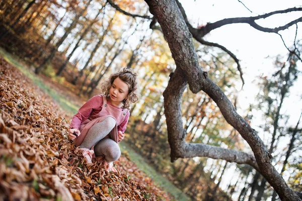 Menina pequena na floresta de outono, coletando conkers. — Fotografia de Stock