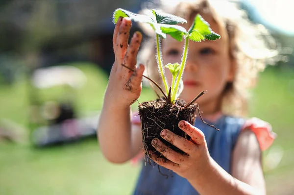 Klein meisje met vieze handen buiten in de tuin, duurzaam lifestyle concept. — Stockfoto