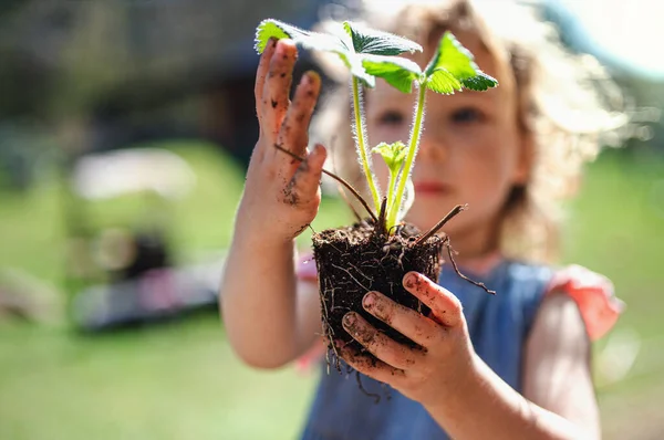 Petite fille avec les mains sales à l'extérieur dans le jardin, concept de mode de vie durable. — Photo