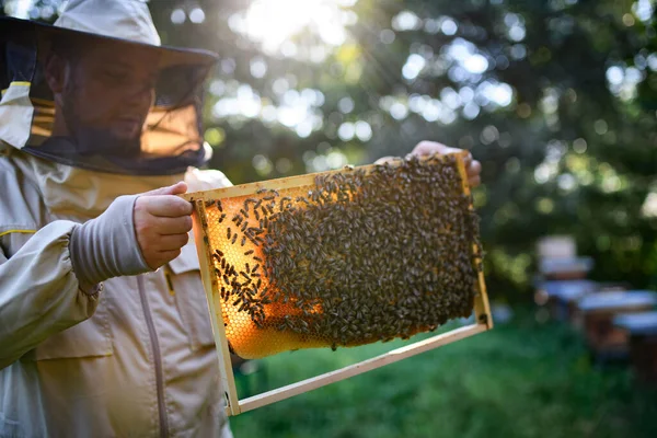 男養蜂家の肖像ミツバチのフレームを保持しています。. — ストック写真