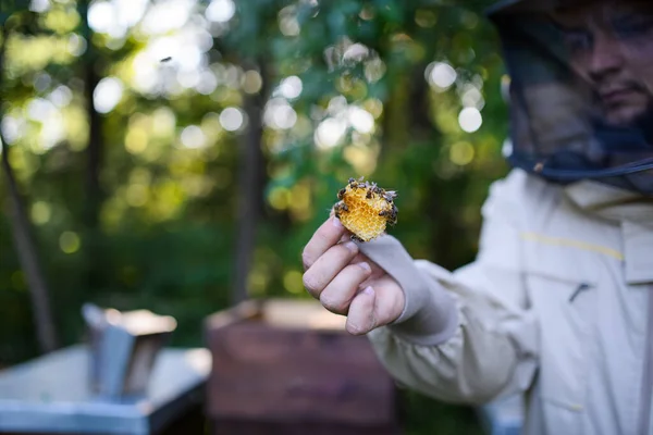 Man beekeeper holding piece of honeycomb with bees in apiary. — Stock Photo, Image