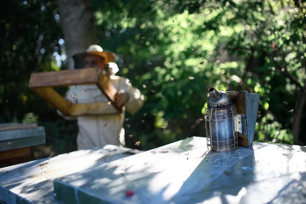 Apicultor hombre que trabaja en apiary, concepto de la pequeña empresa. — Foto de Stock