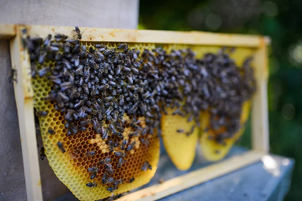 ミツバチでいっぱいのハニカムフレームのクローズアップ. — ストック写真