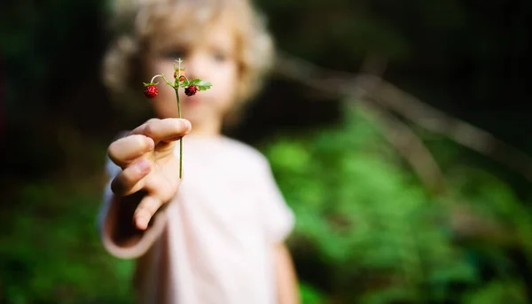 Petit enfant méconnaissable à l'extérieur dans la nature estivale, tenant des fraises sauvages. — Photo