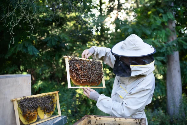 男養蜂家の肖像ミツバチのフレームを保持しています。. — ストック写真
