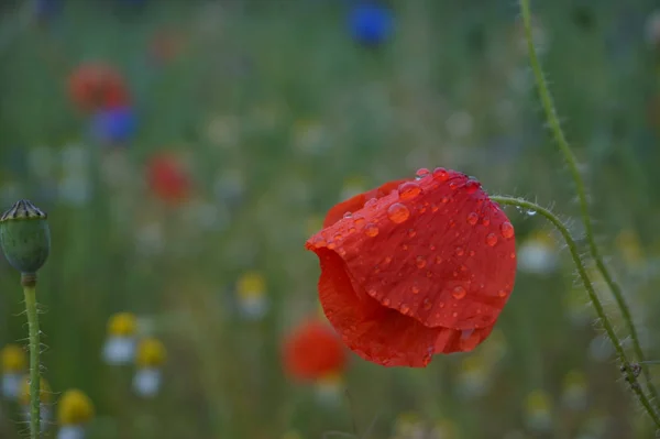 Fleurs humides après la pluie — Photo